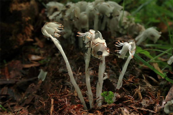 长白山-latest-University teachers in Jilin find rare plant-2.jpeg