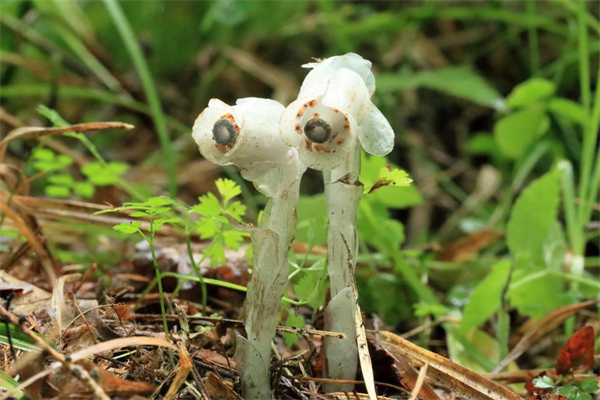 长白山-latest-University teachers in Jilin find rare plant-3.jpeg