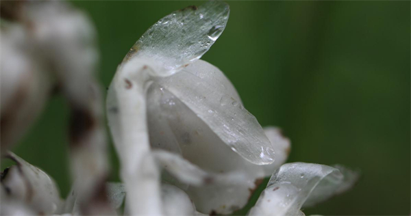 长白山-latest-University teachers in Jilin find rare plant-4.jpeg