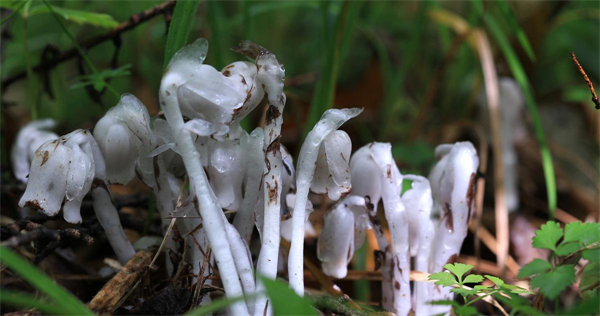 长白山-latest-University teachers in Jilin find rare plant-5.jpeg