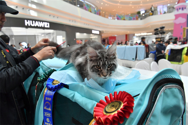 长春-gallery-Cats on parade in Changchun-3.jpeg