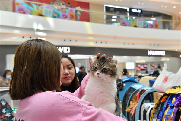 长春-gallery-Cats on parade in Changchun-5.jpeg