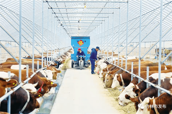 吉林-biz-舒兰确定今年肉牛产业发展目标 向40亿元产值挺进.png