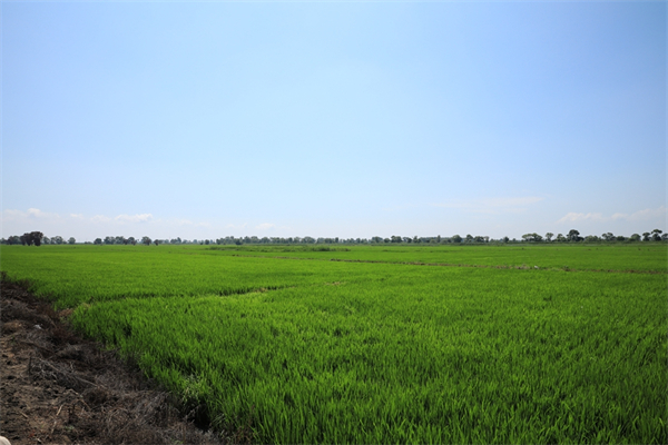 四平-news-Black soil protection, tech boost ecology, production in NE China's Jilin-3.jpeg