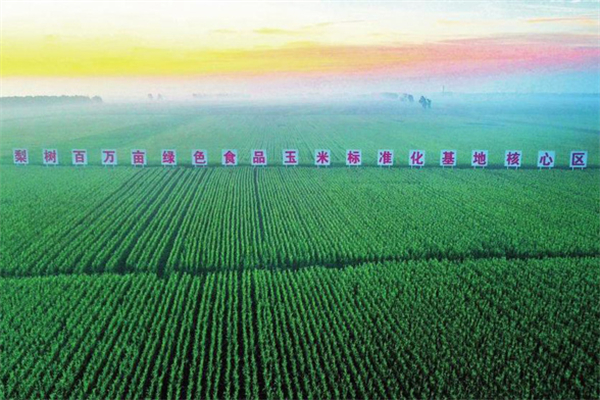四平-biz-City leads the high-quality development in corn production-3.jpg