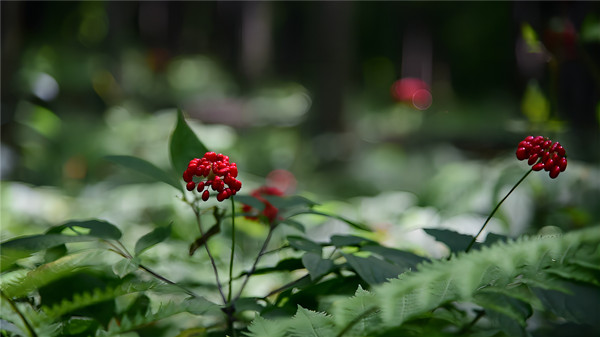 2f49a8e0-3332-4872-b3b5-8e11f157430c_副本.jpg