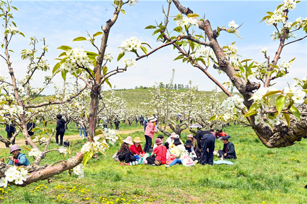 延边-news-Yanbian celebrates 100th anniversary of apple pear planting.jpg